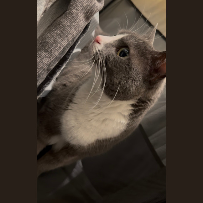 Photo of Dumpling