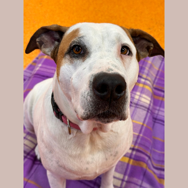 Photo of Lola