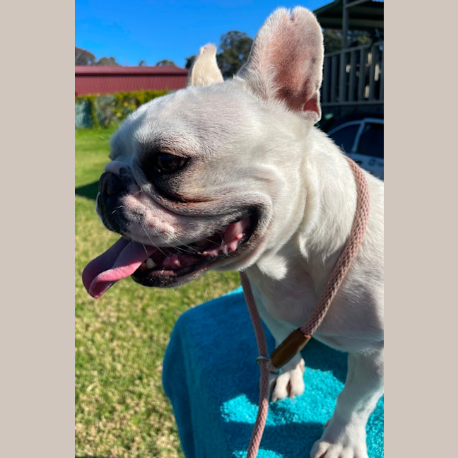 Photo of Millie 