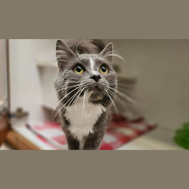 Photo of Trixie Meowttel