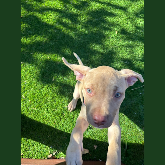 Photo of Squishy   11 Week Old Staffy X