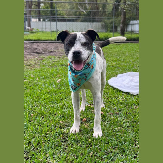 Photo of Owen *$250 Adoption Fee*