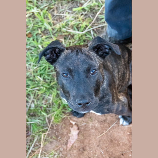 Photo of Jock
