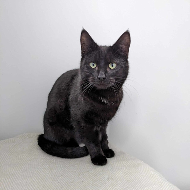 Photo of Desdemona Salem   Located In Preston