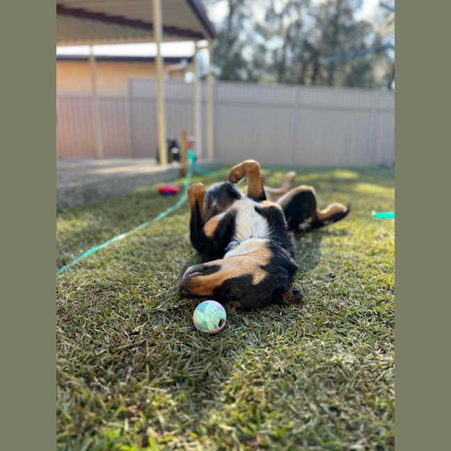 Photo of Draco