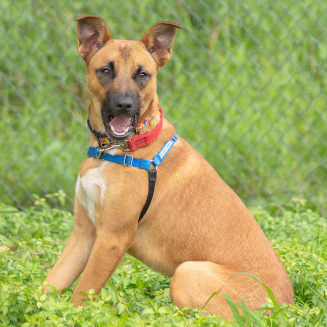 Photo of Roscoe