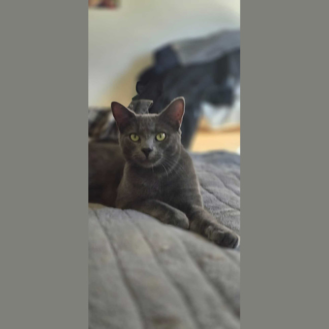 Photo of Maverick