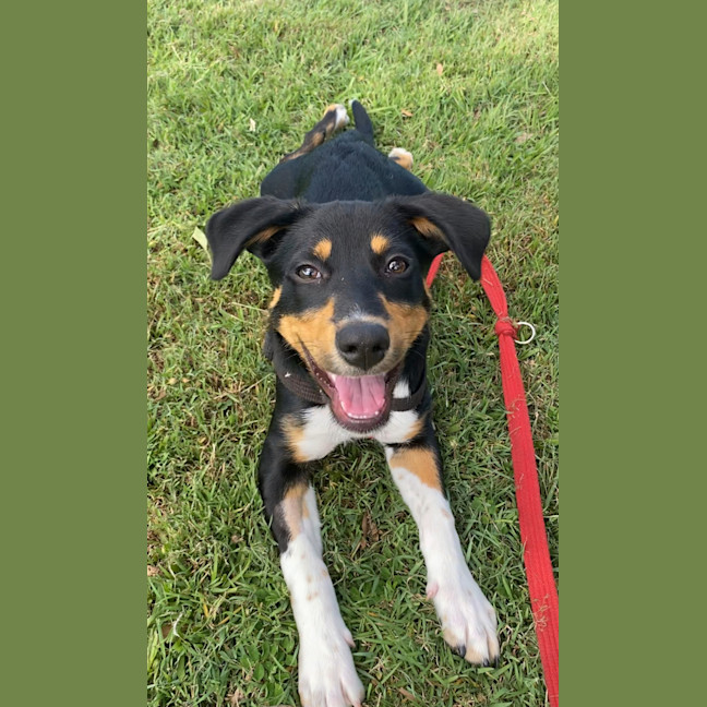 Photo of Sirius