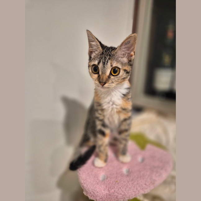 Photo of Kiki