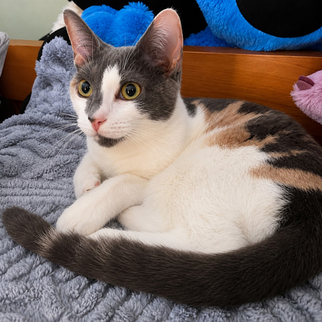 Photo of Pearl