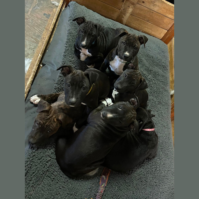 Photo of Tempranillo