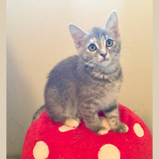 Photo of Lola