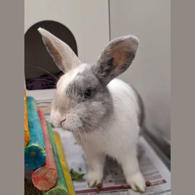 Photo of Marshmallow (Now  Martin)