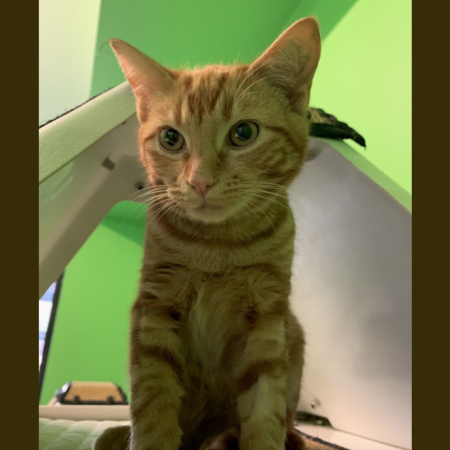 Photo of Nugget