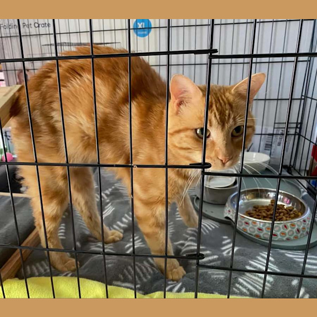 Photo of Loki ** 2nd Chance Cat Rescue**