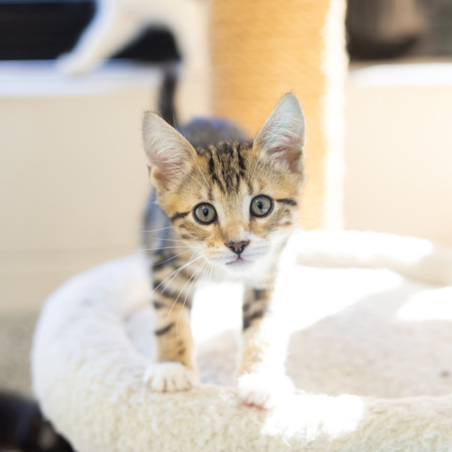 Photo of Bagel