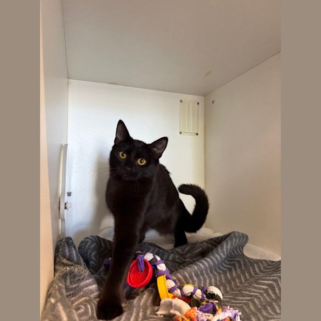 Photo of Upsy Daisy (Shadow)
