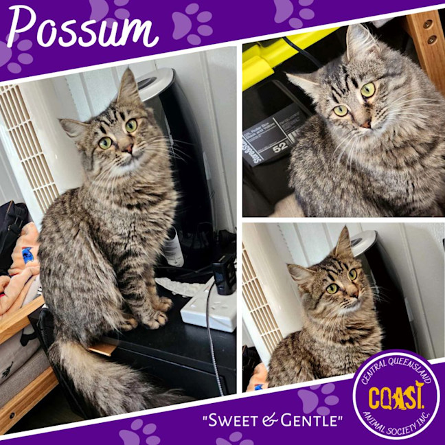 Photo of Possum
