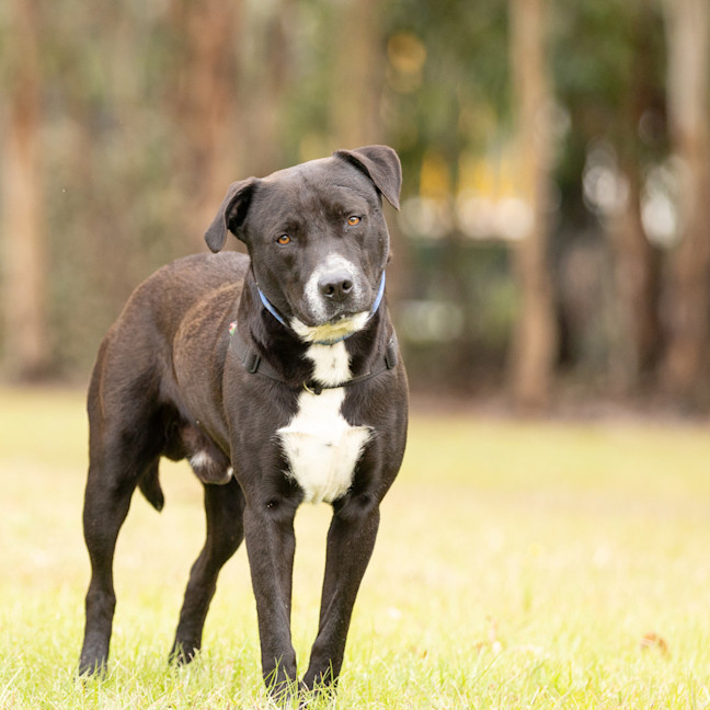 Photo of Whiskey