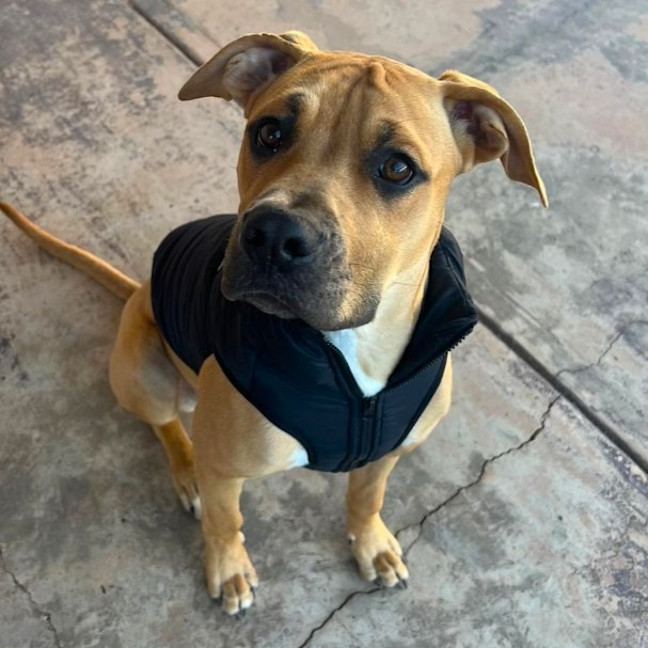 Photo of Kindle (Honey)