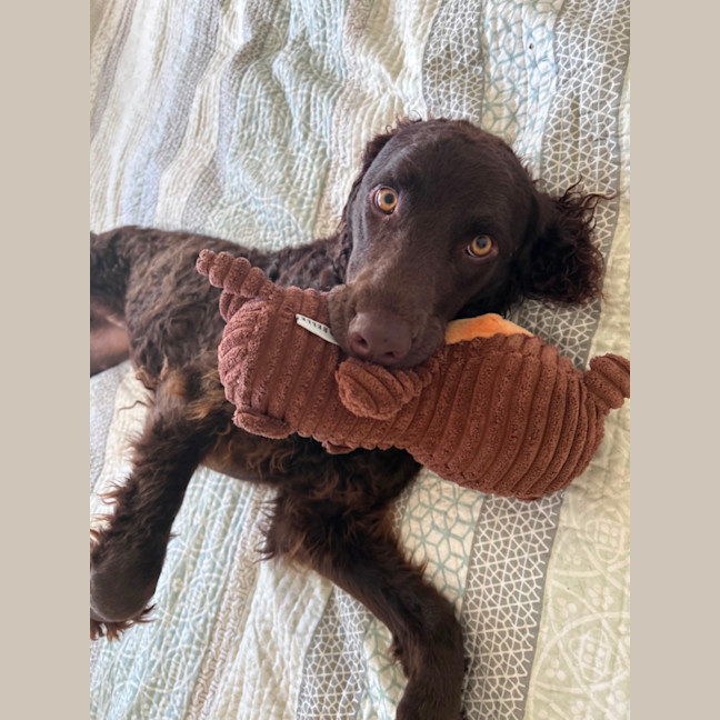 Photo of Angus
