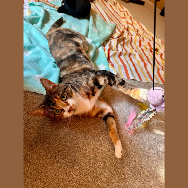 Photo of Moe   Located In Brunswick West