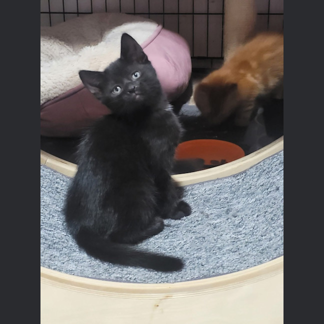 Photo of Sabrina *9 Lives Project Rescue*