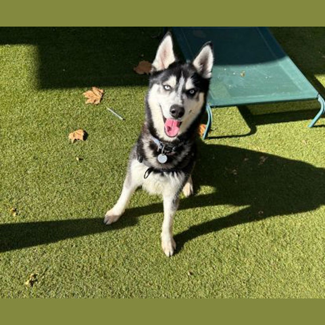 Photo of Axel