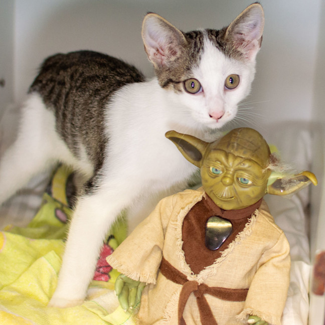 Photo of Ben Solo