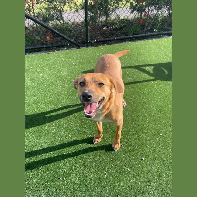 Photo of Peach Imp 1711