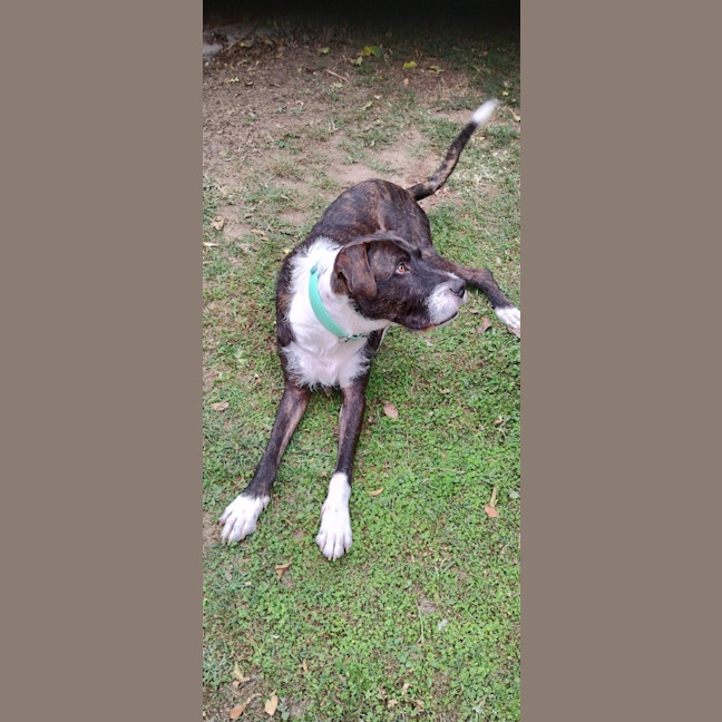 Photo of Ozzie 