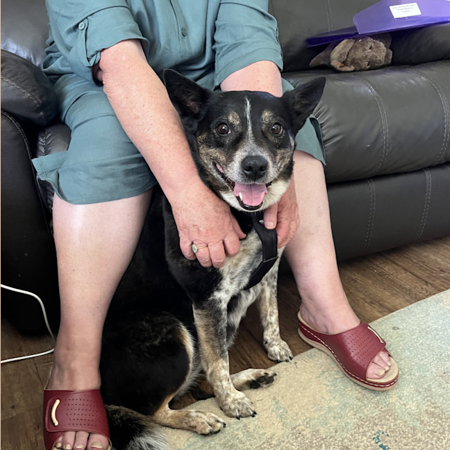 Photo of Missy 😍Blue Cattle X Jrt (On Trial 21/10/24)