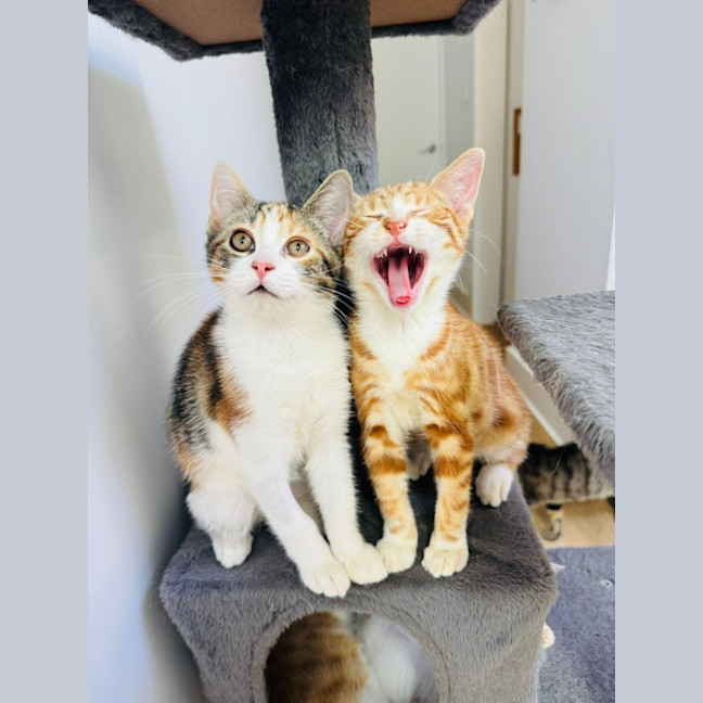 Photo of Chubby 🧡