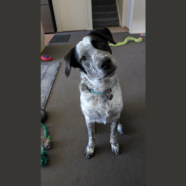 Photo of Fredrik *$250 Adoption Fee*