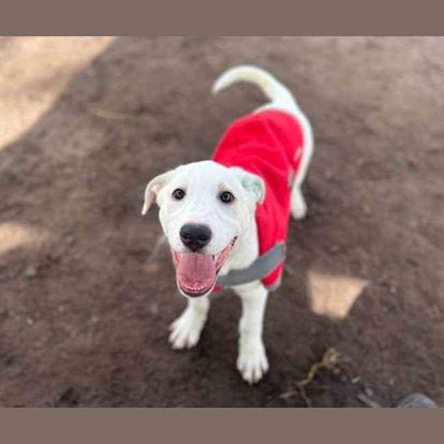 Photo of Apollo
