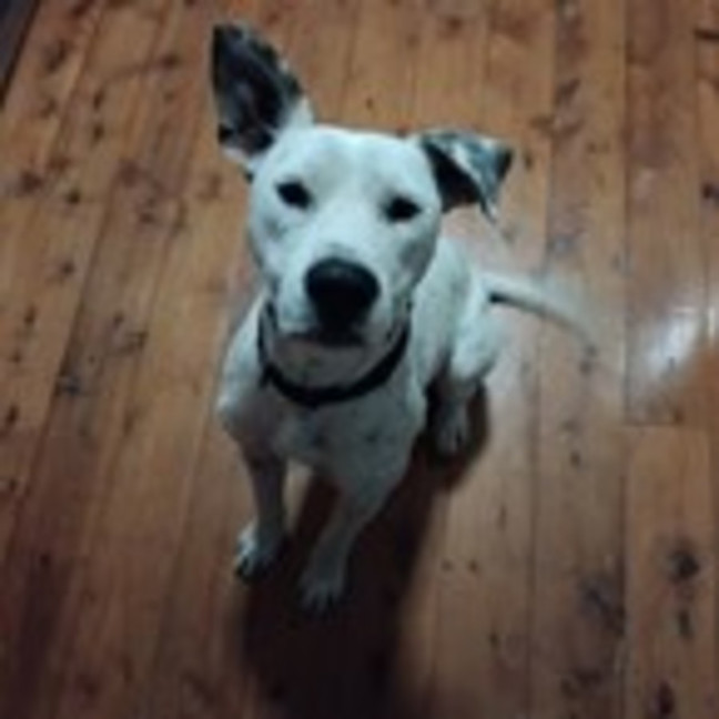 Photo of Snowy