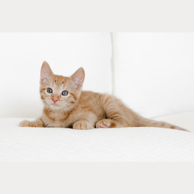 Photo of Rupert