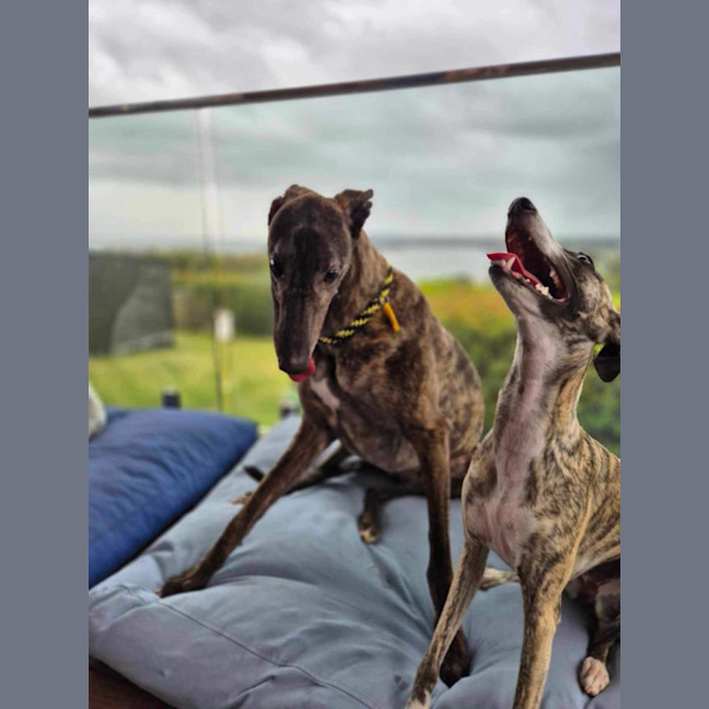 Photo of Dexter, The Brindle Greyhound