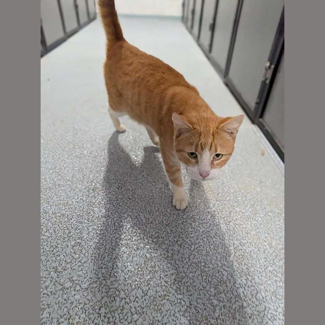 Photo of Waffles