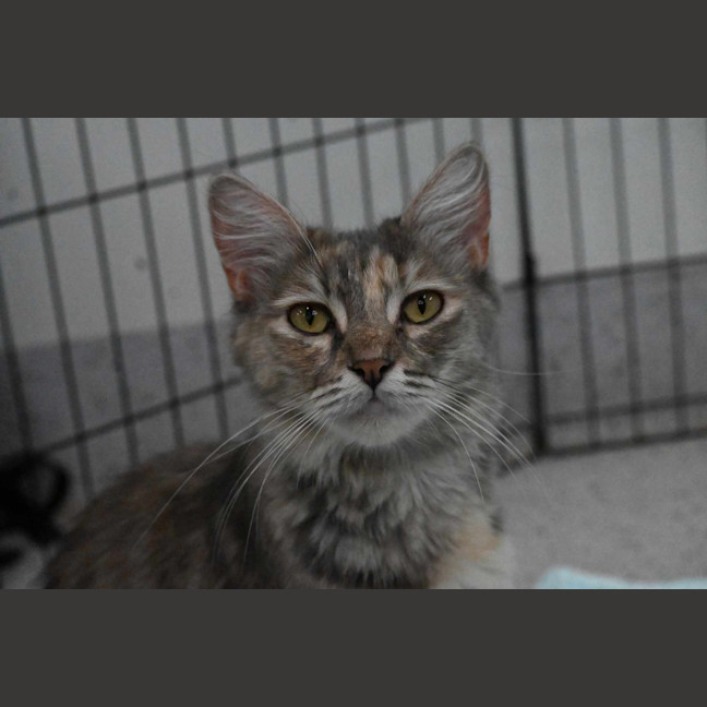 Photo of Tutu