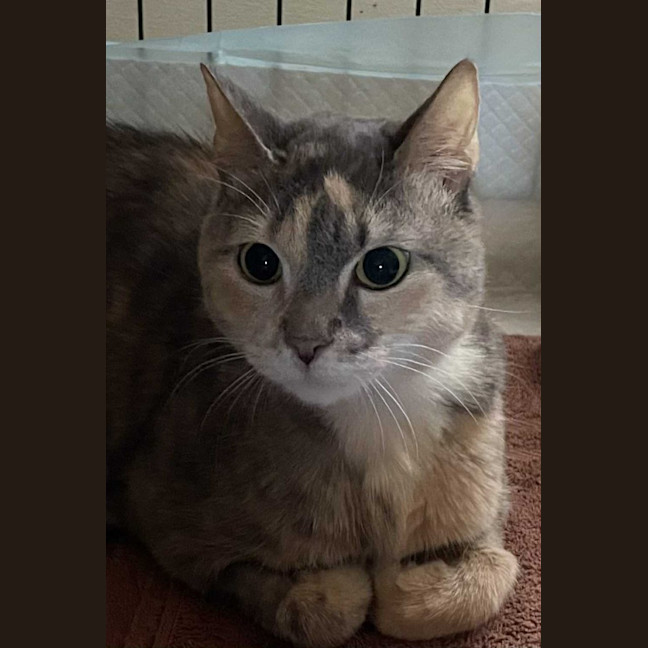 Photo of Gentleheart (Gingerbread)