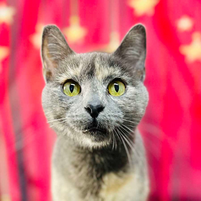 Photo of Lottie (Located In Preston) 