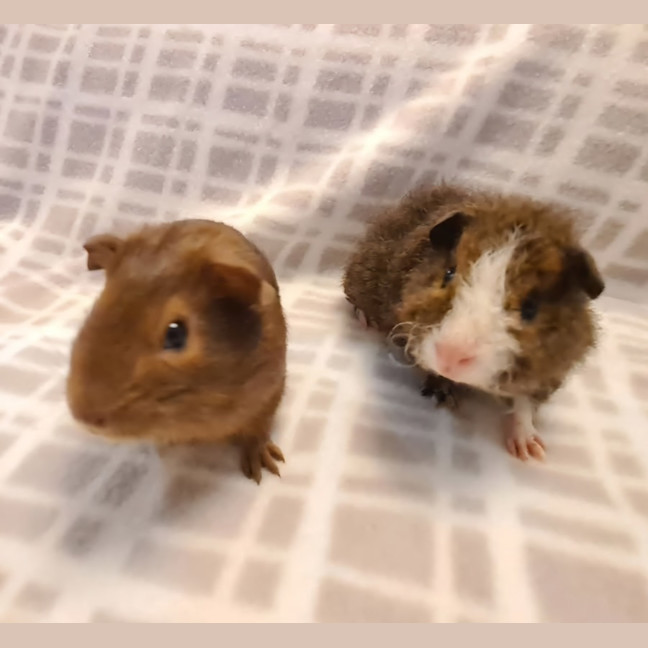 Photo of Jennie & Josie