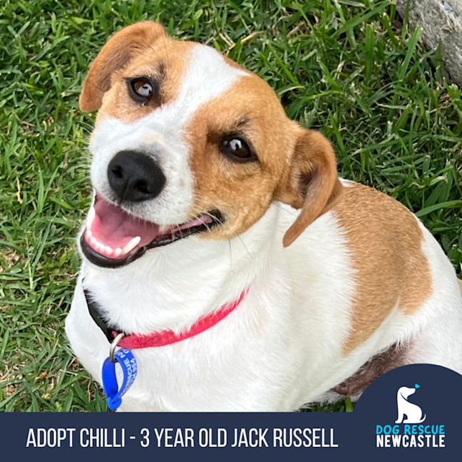 Photo of Chilli   3 Year Old Jack Russell Terrier