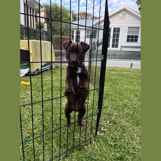 Photo of Fudge