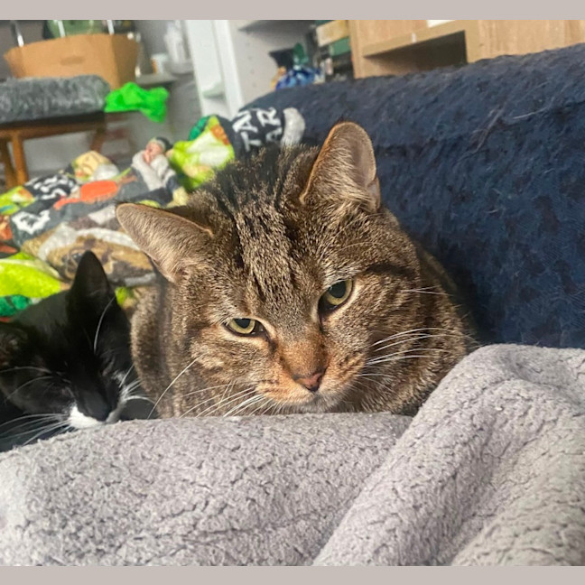 Photo of Eadwulf **2nd Chance Cat Rescue**