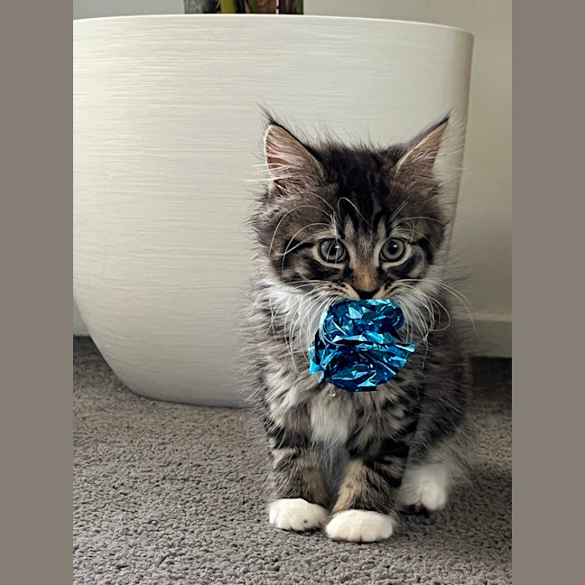 Photo of Gizmo (Was Pesto)