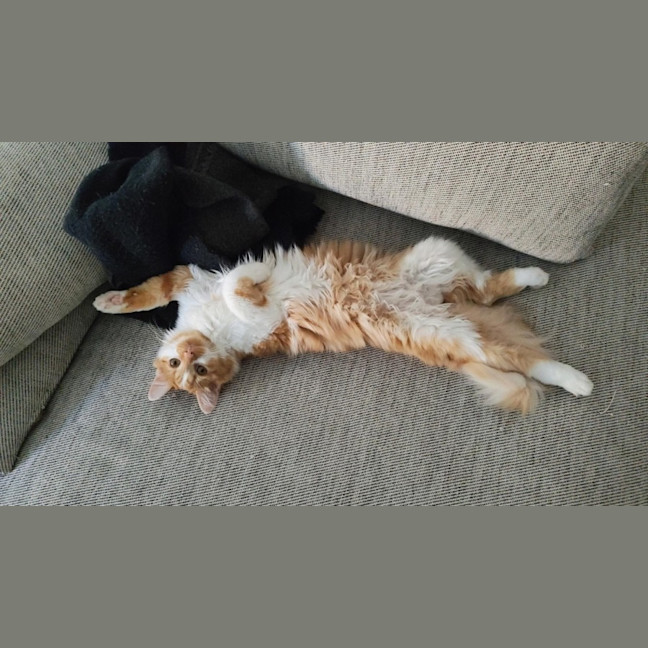 Photo of Dash
