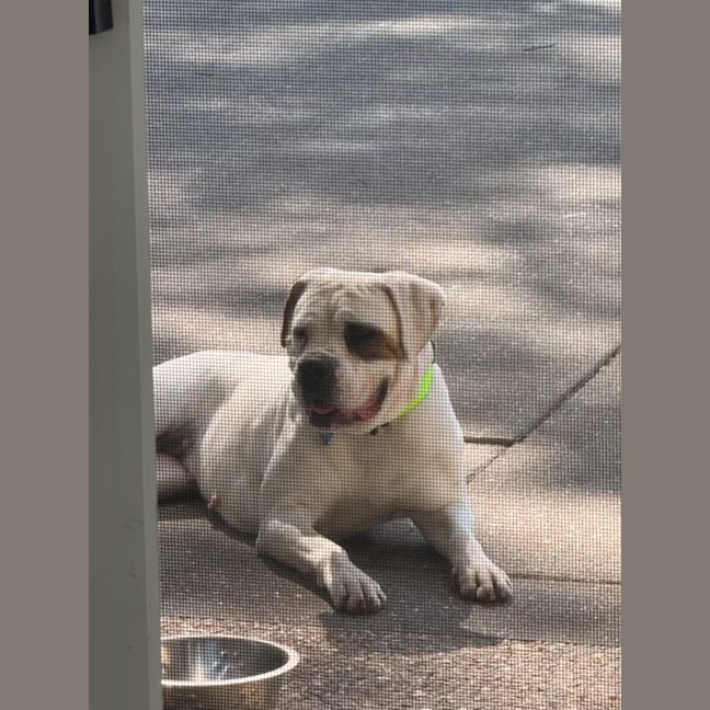 Photo of Sasha *$350 Adoption Fee*