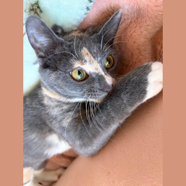 Photo of Petal